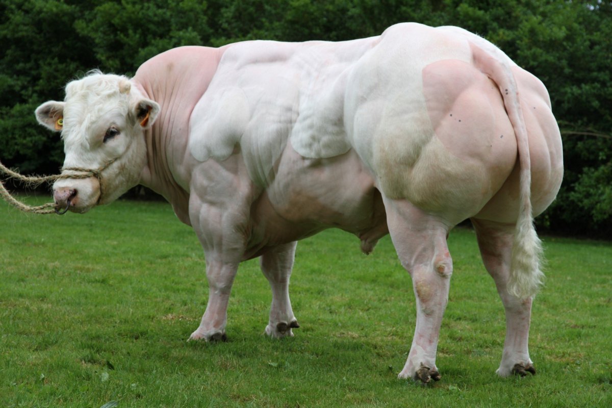 Бельгийская голубая корова Молвест