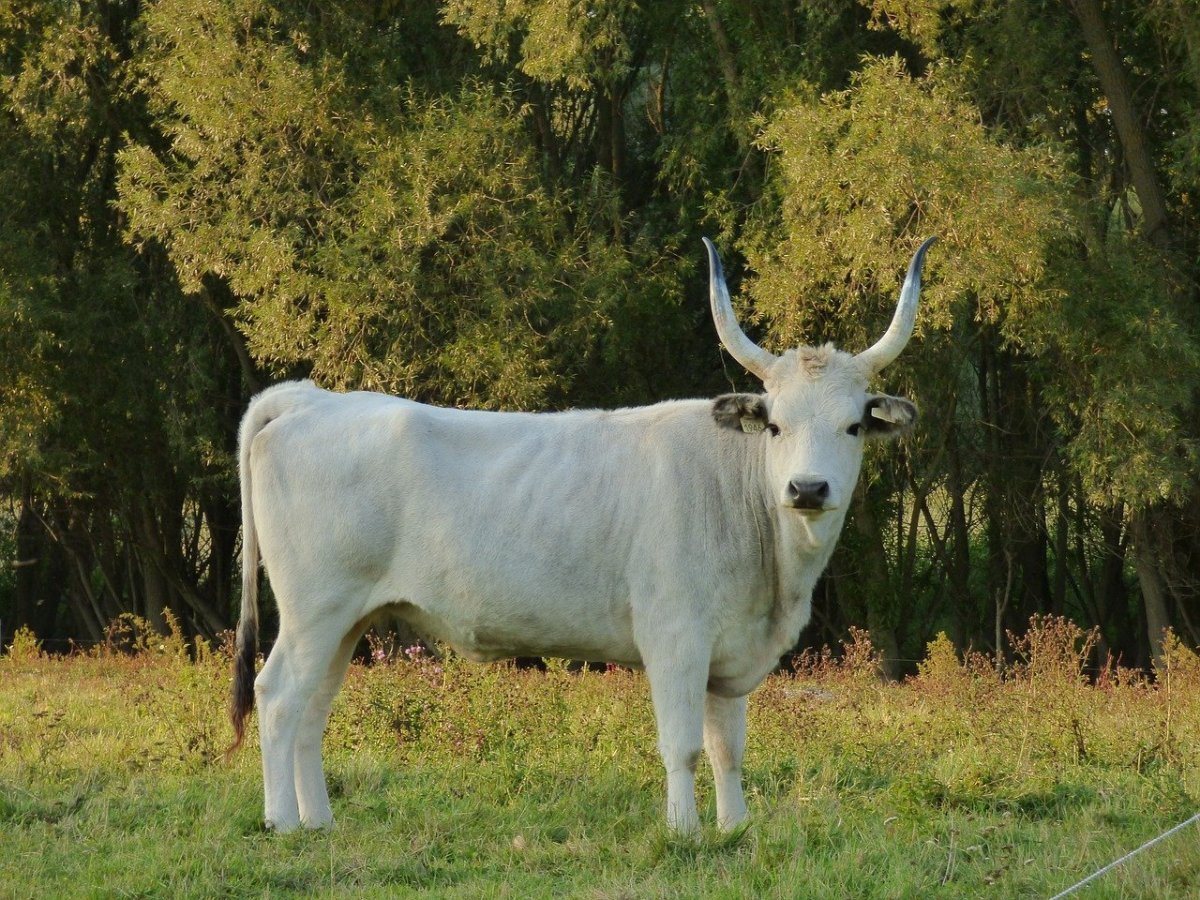 Венгерская порода КРС