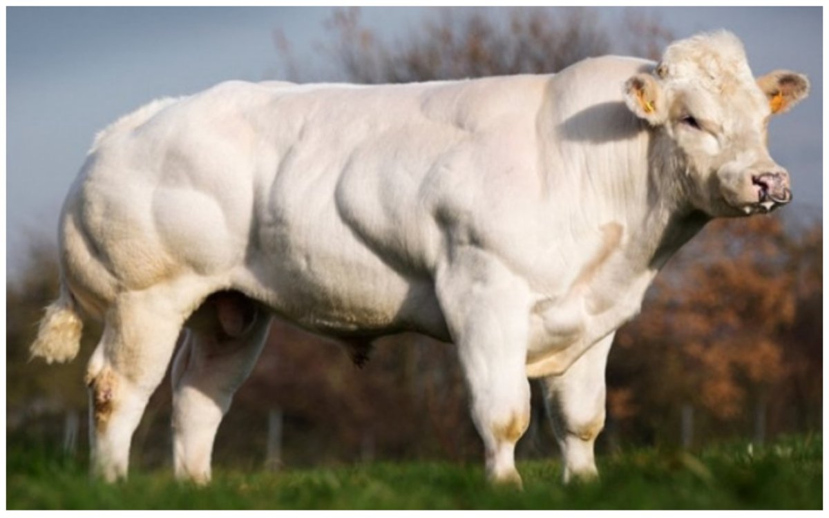 Бельгийская мясная порода Быков