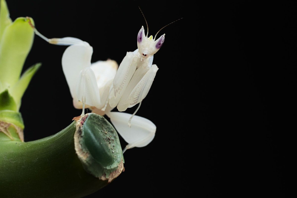 Богомол Hymenopus coronatus