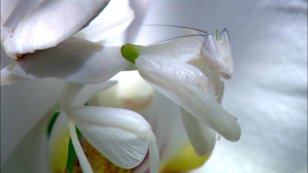 Орхидейный богомол на орхидее