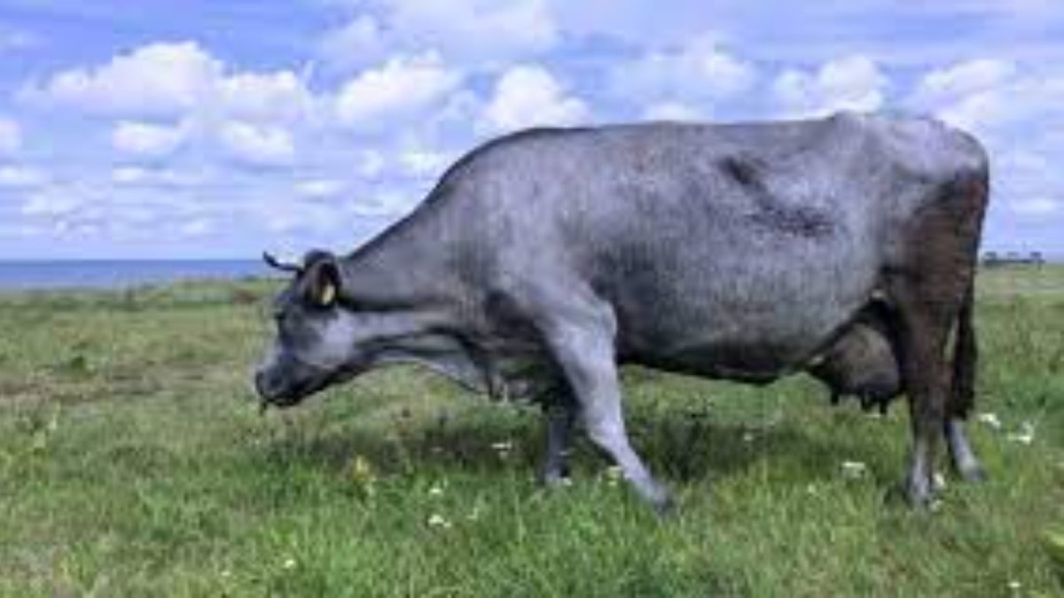 Голубая Латвийская порода