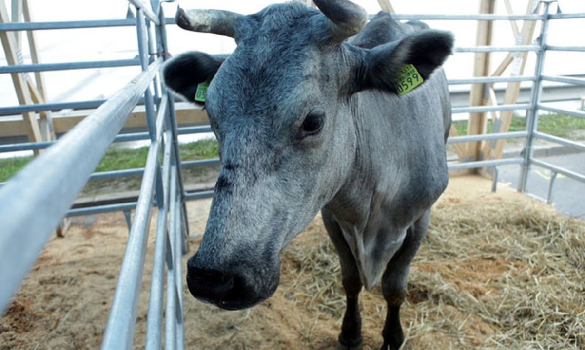 Латвийская голубая корова