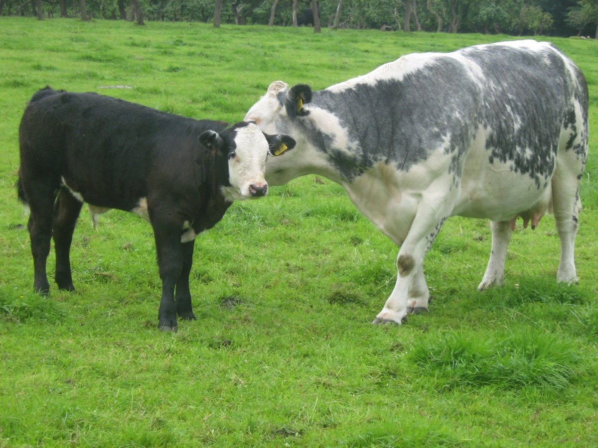 Альпийская голубая корова