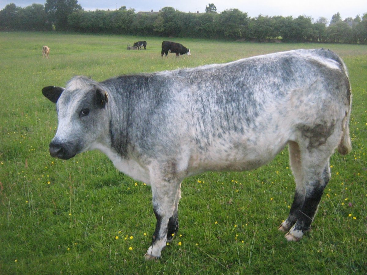 Латвийская голубая корова