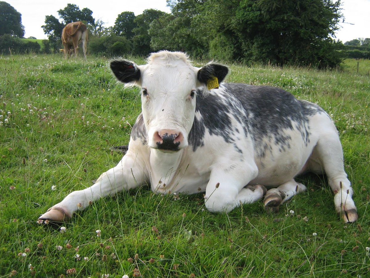 Бельгиан Блю корова