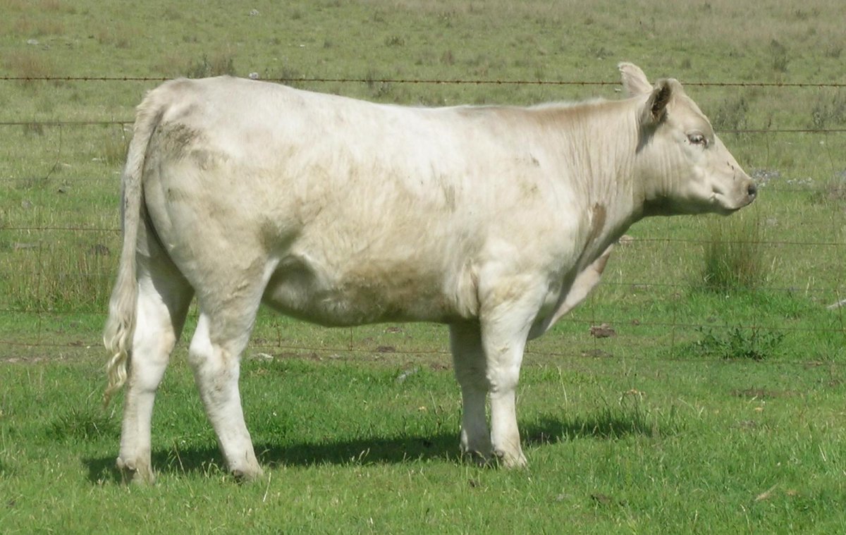 Австралийская порода коров