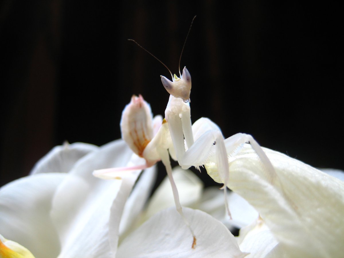 Hymenopus coronatus самка l3