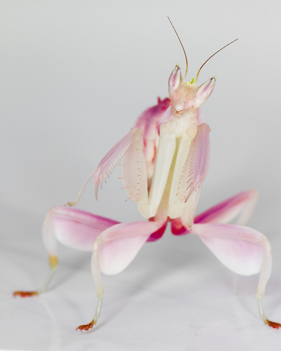 Богомол Hymenopus coronatus