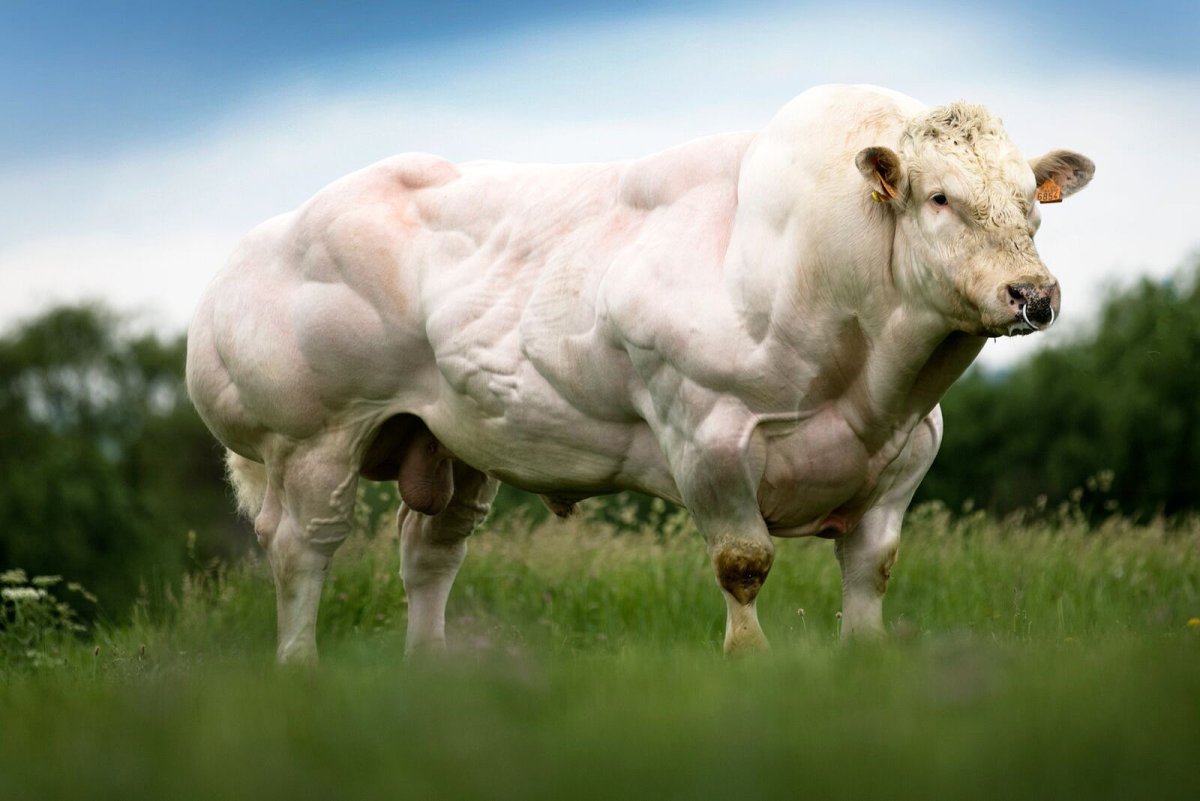 Бельгийский бело-голубой бык