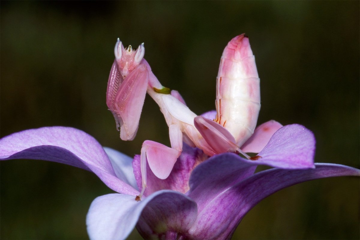 Малазийский орхидейный богомол