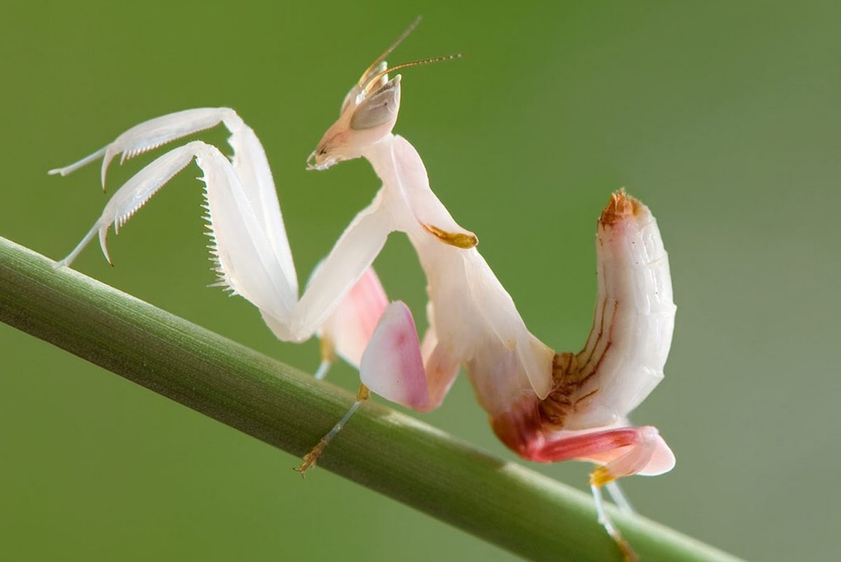 Орхидейный богомол самка