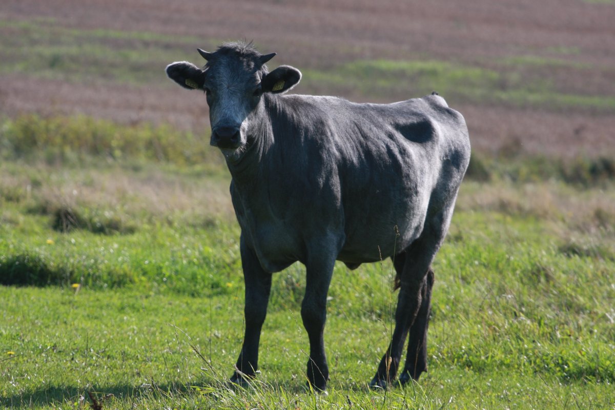 Серая корова