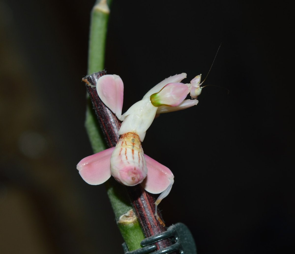 Розовый орхидейный богомол