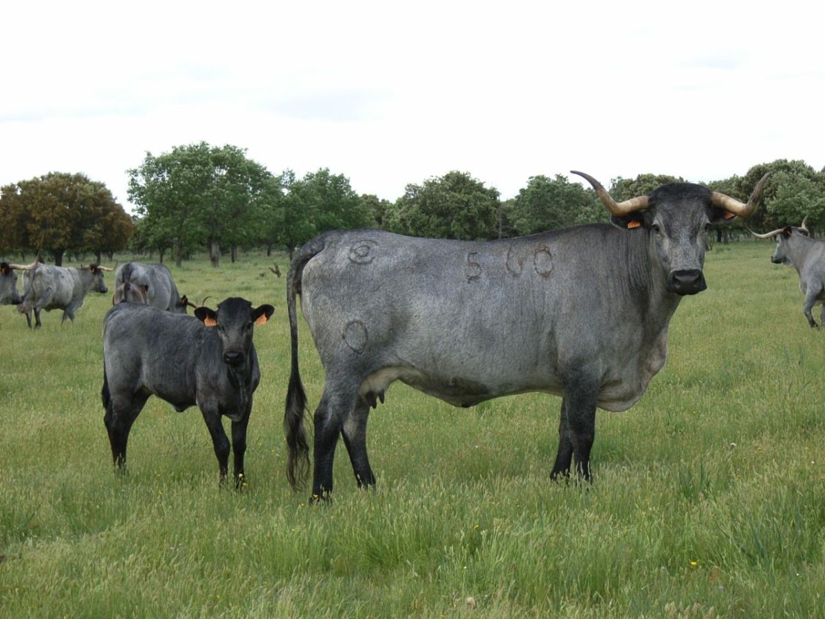 Венгерская порода КРС