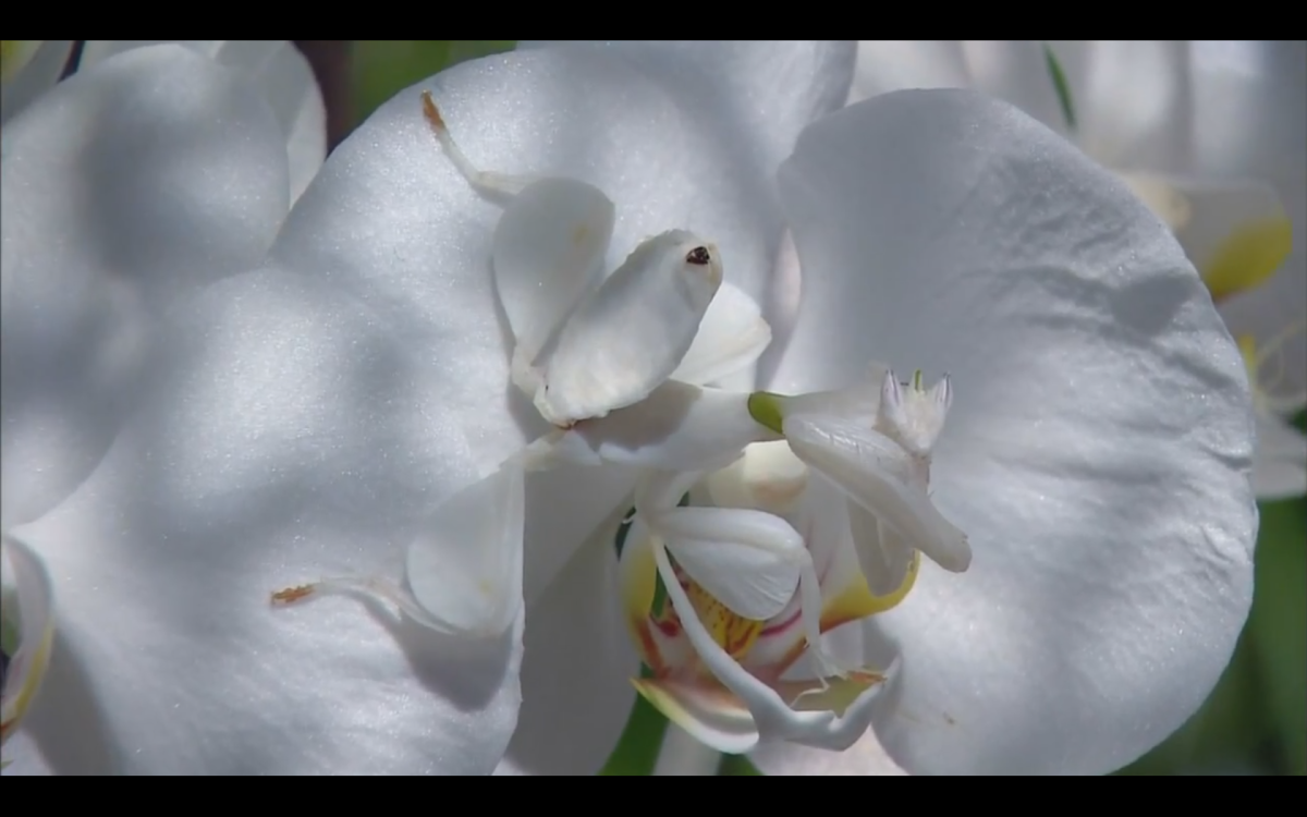 Малайзийский орхидейный богомол