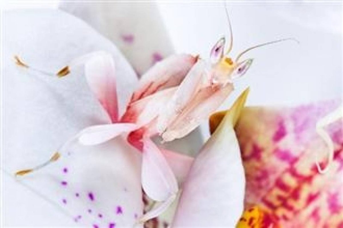 Орхидейный богомол самец и самка