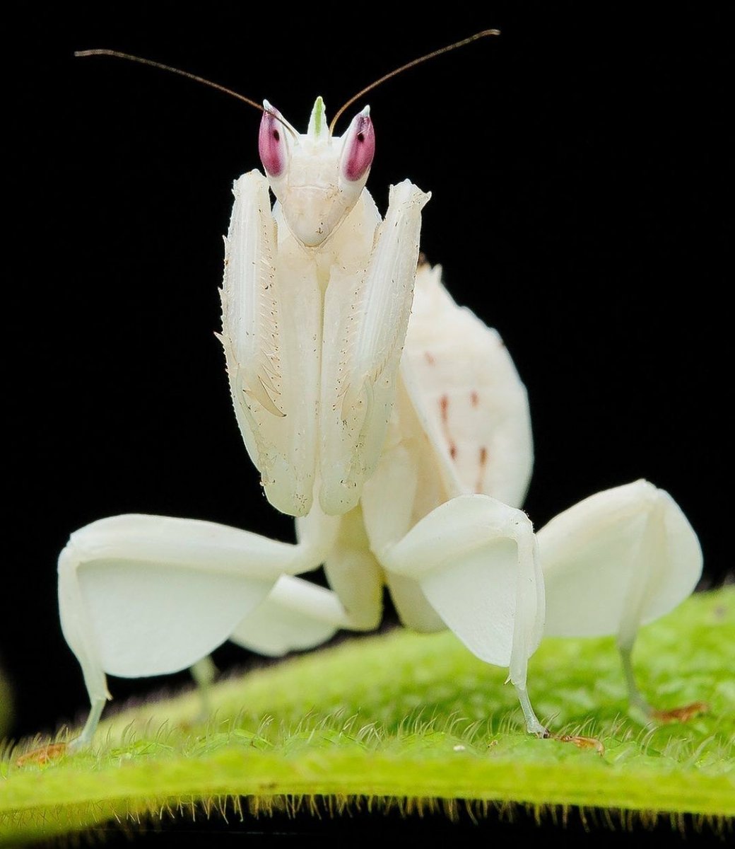 Богомол Hymenopus coronatus