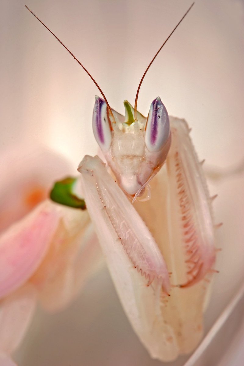 Малазийский орхидейный богомол