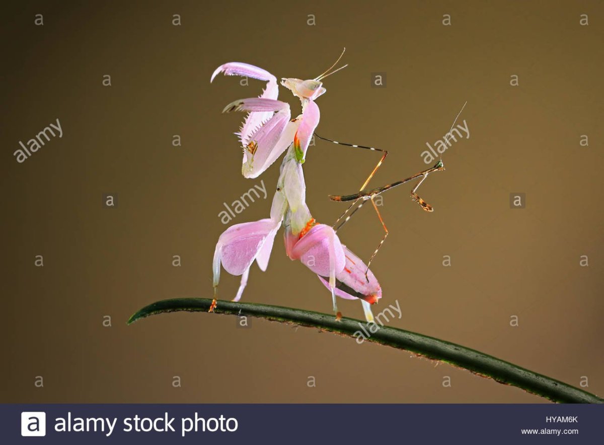 Малазийский орхидейный богомол