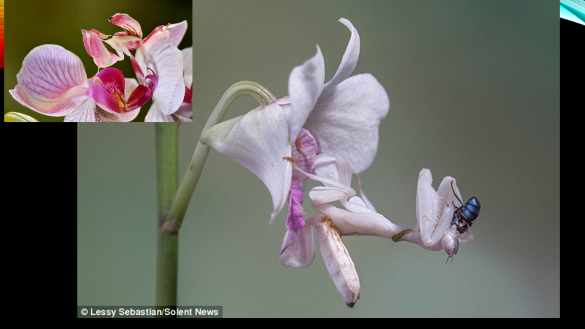Жуки богомолы орхидейные