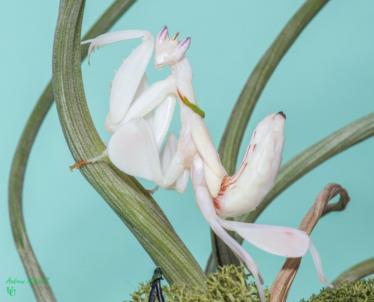 Орхидейный богомол