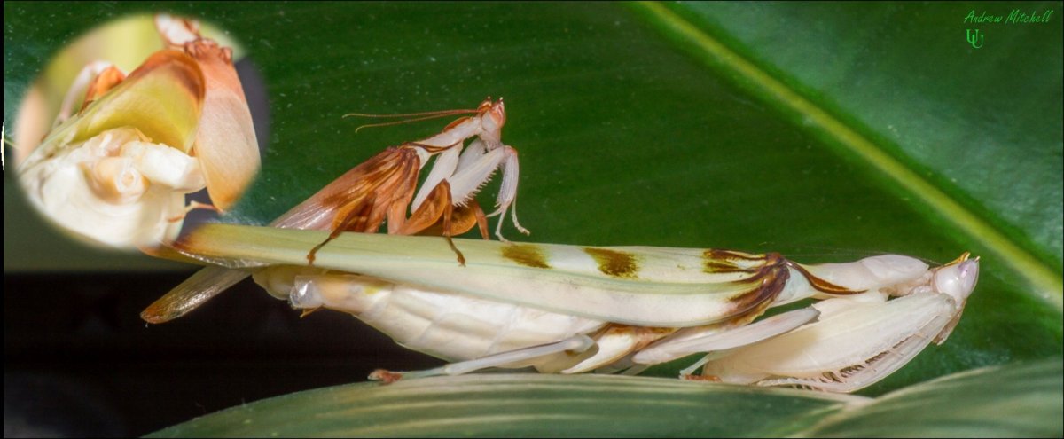 Hymenopus coronatus