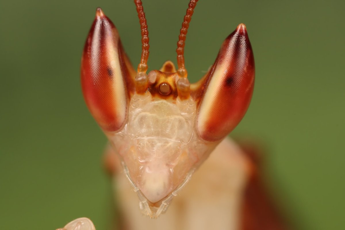 Розовый орхидейный богомол