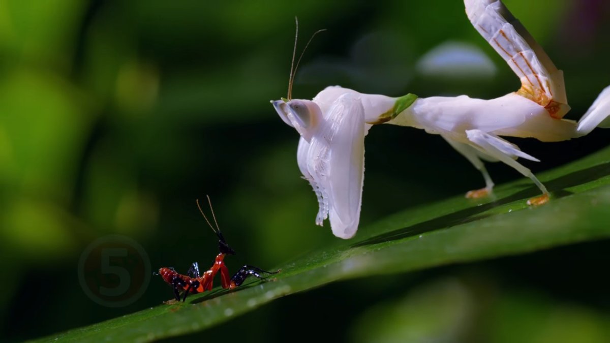 Малазийский богомол-Щитоносец