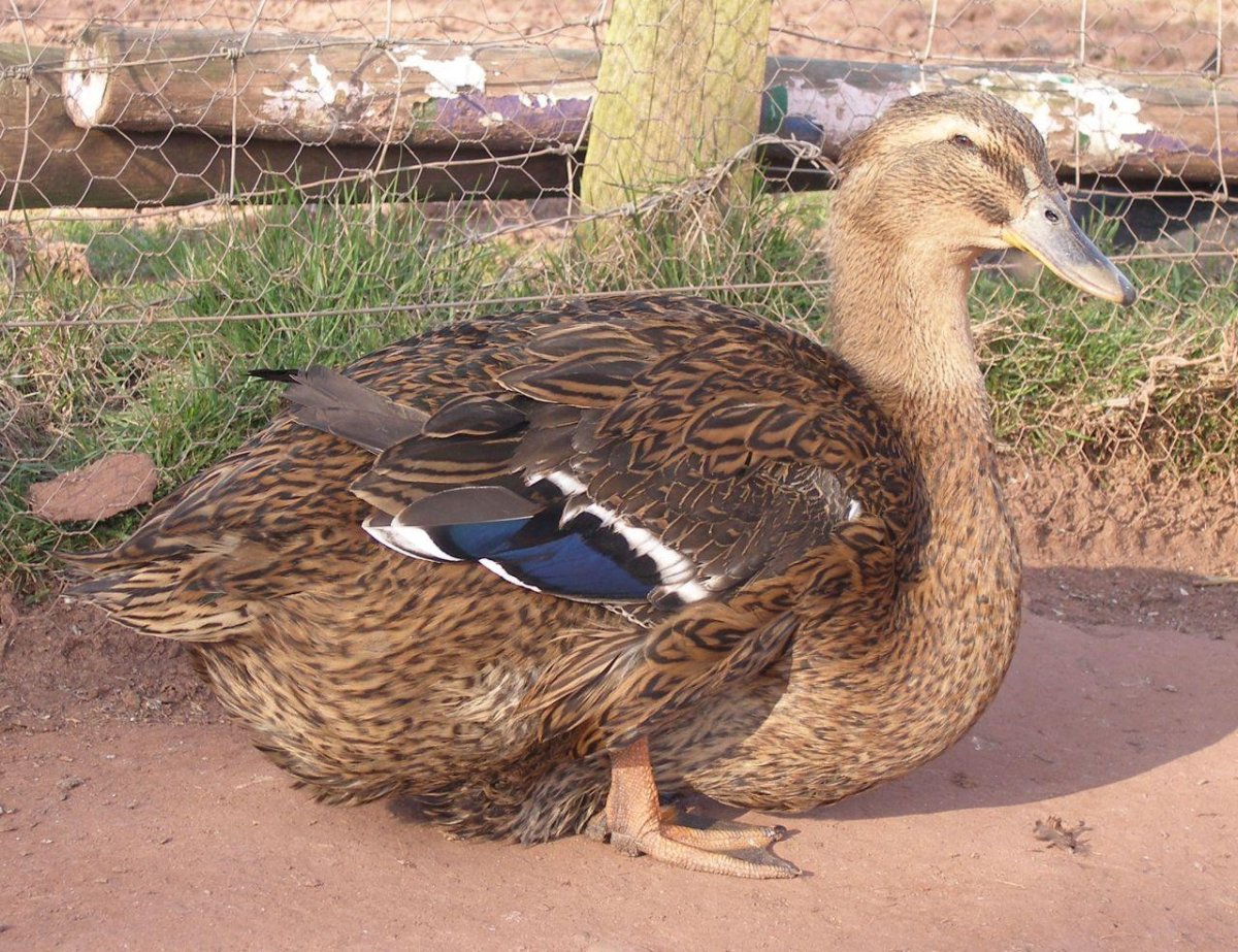 Руанская порода уток