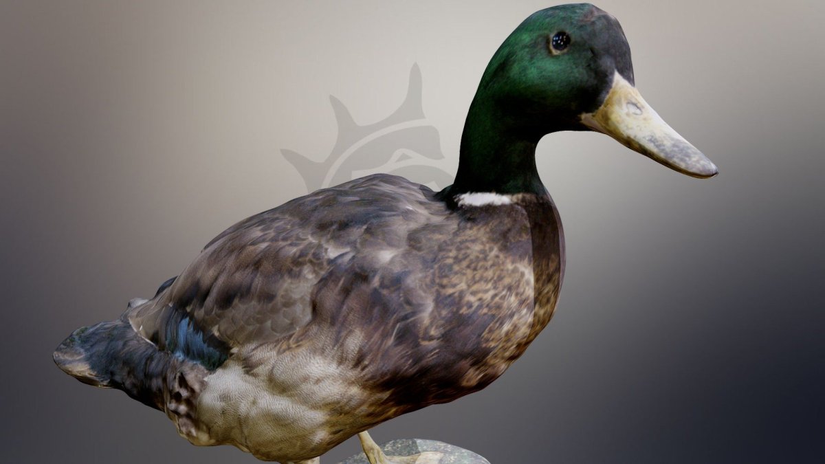 Руанская хохлатая утка