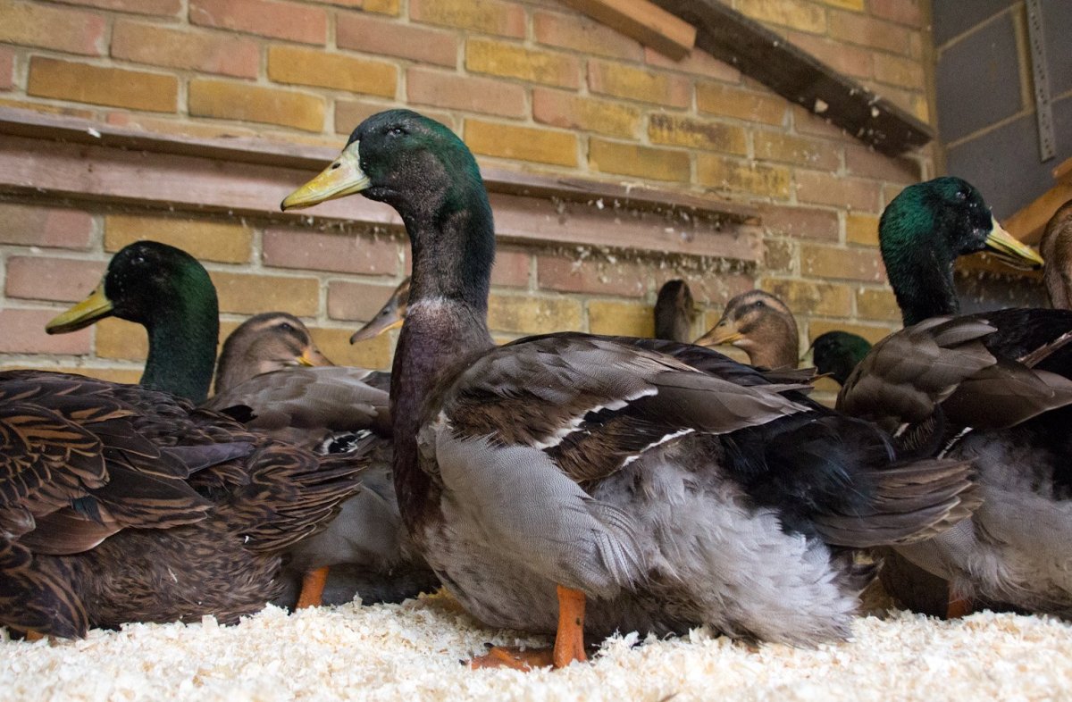 Утка Мандаринка