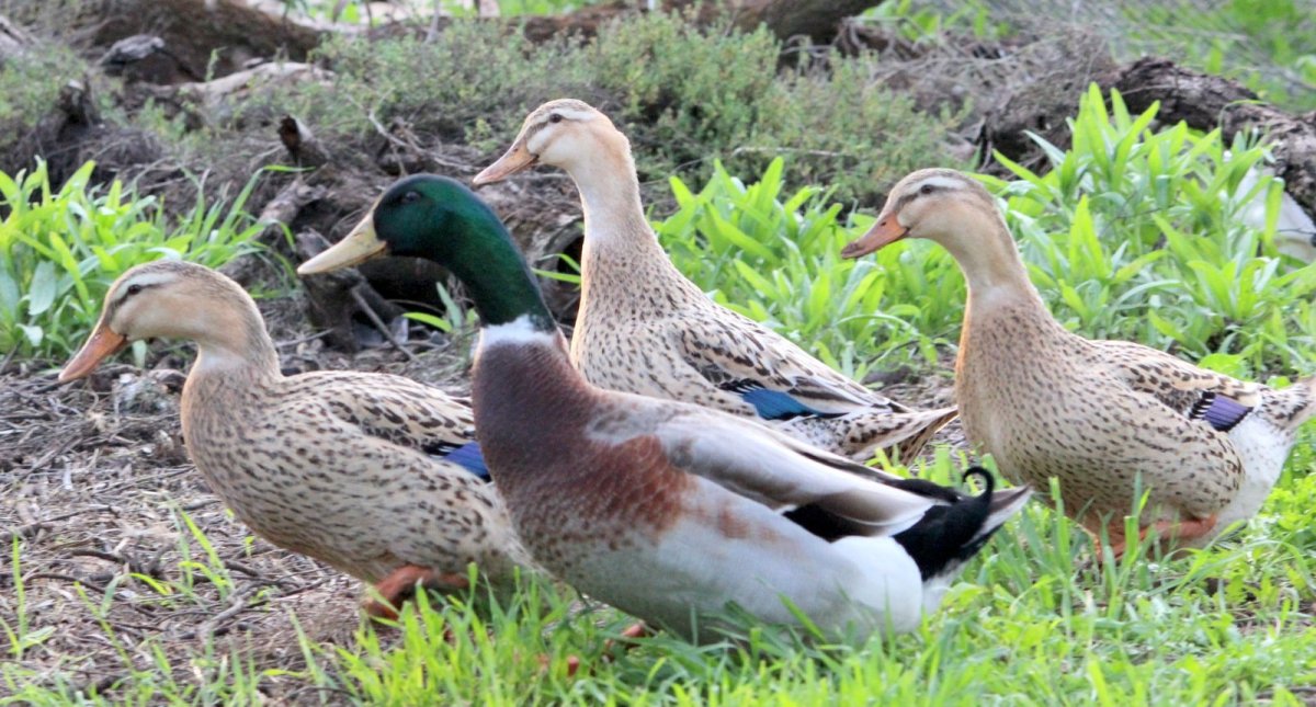 Руанская утка