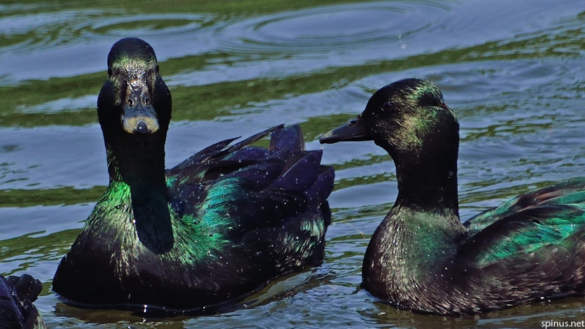 Индоутки мускусные утки