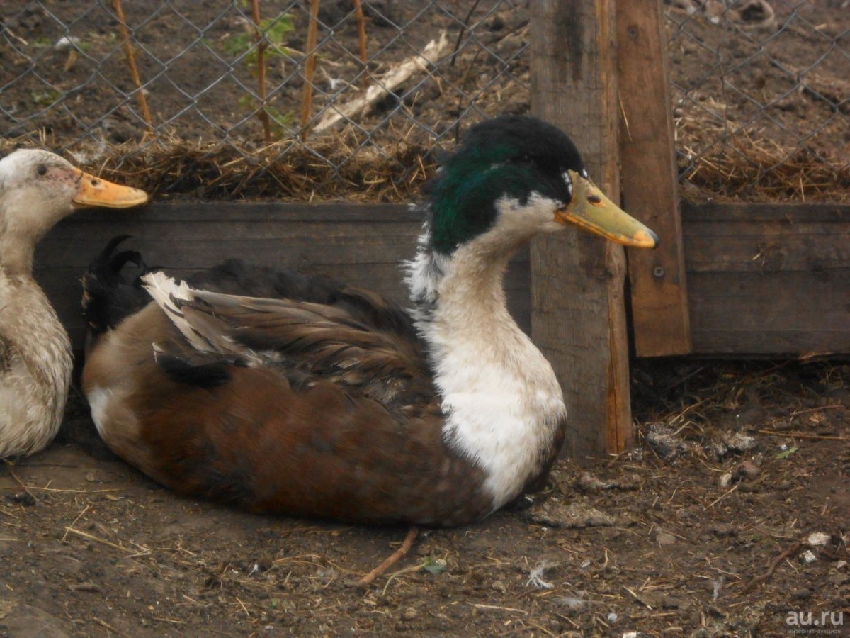 Яйценоскость Руанской утки