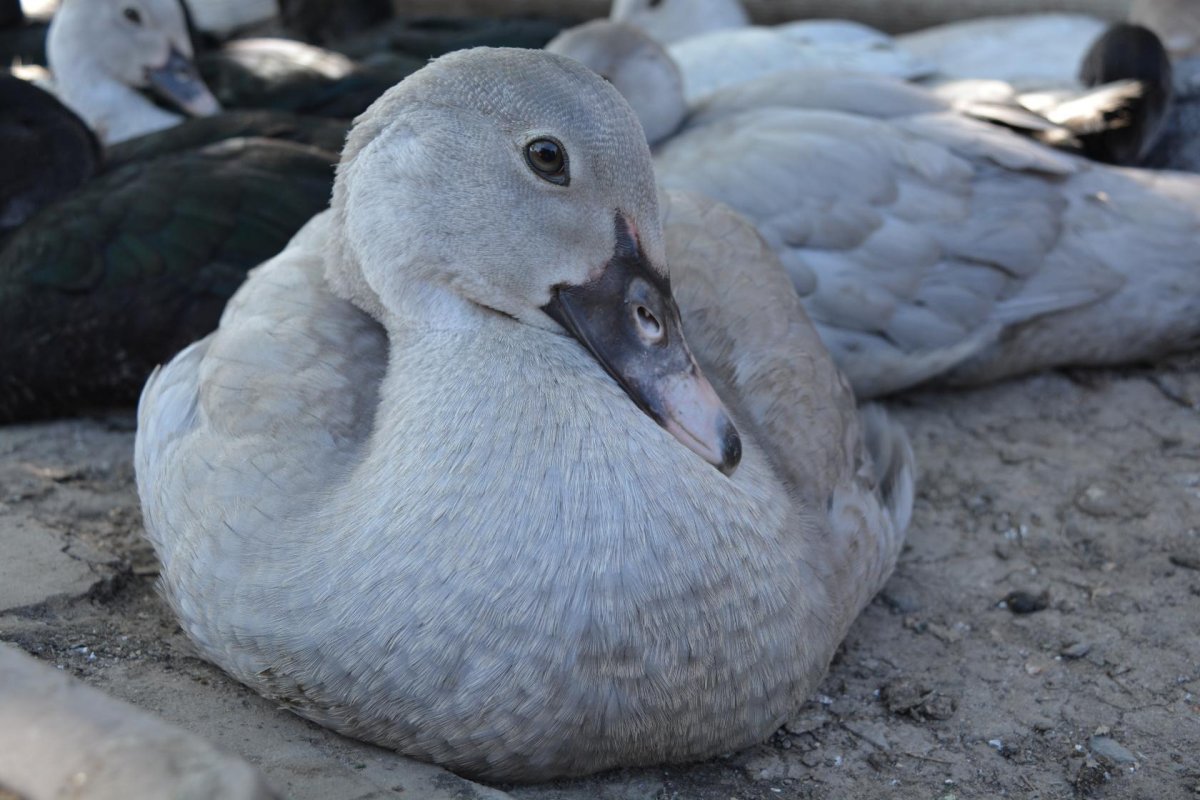 Утка кряква птенцы