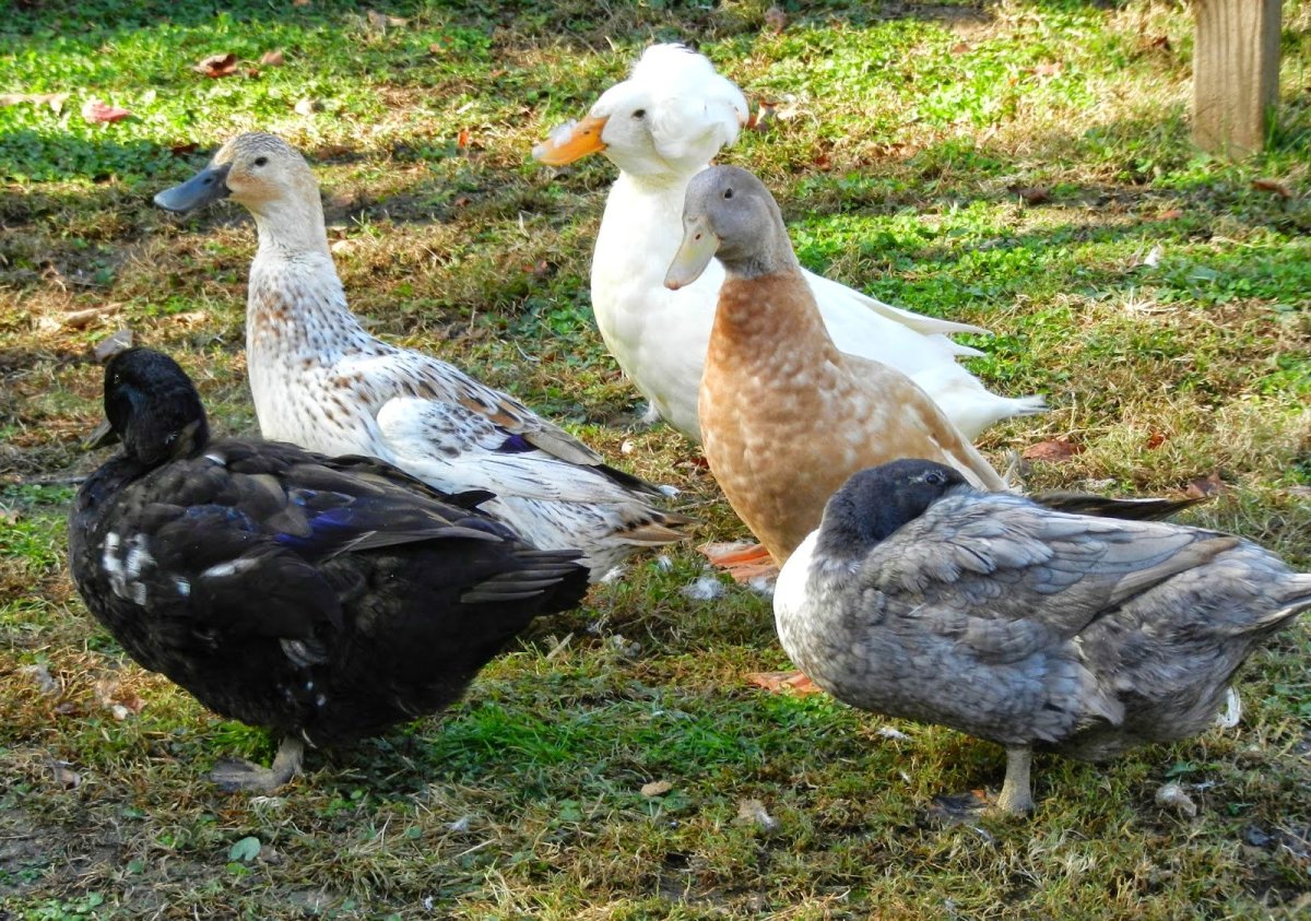 Домашние утки и гуси