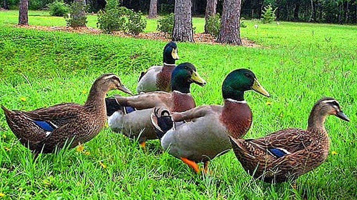 Руанская утка