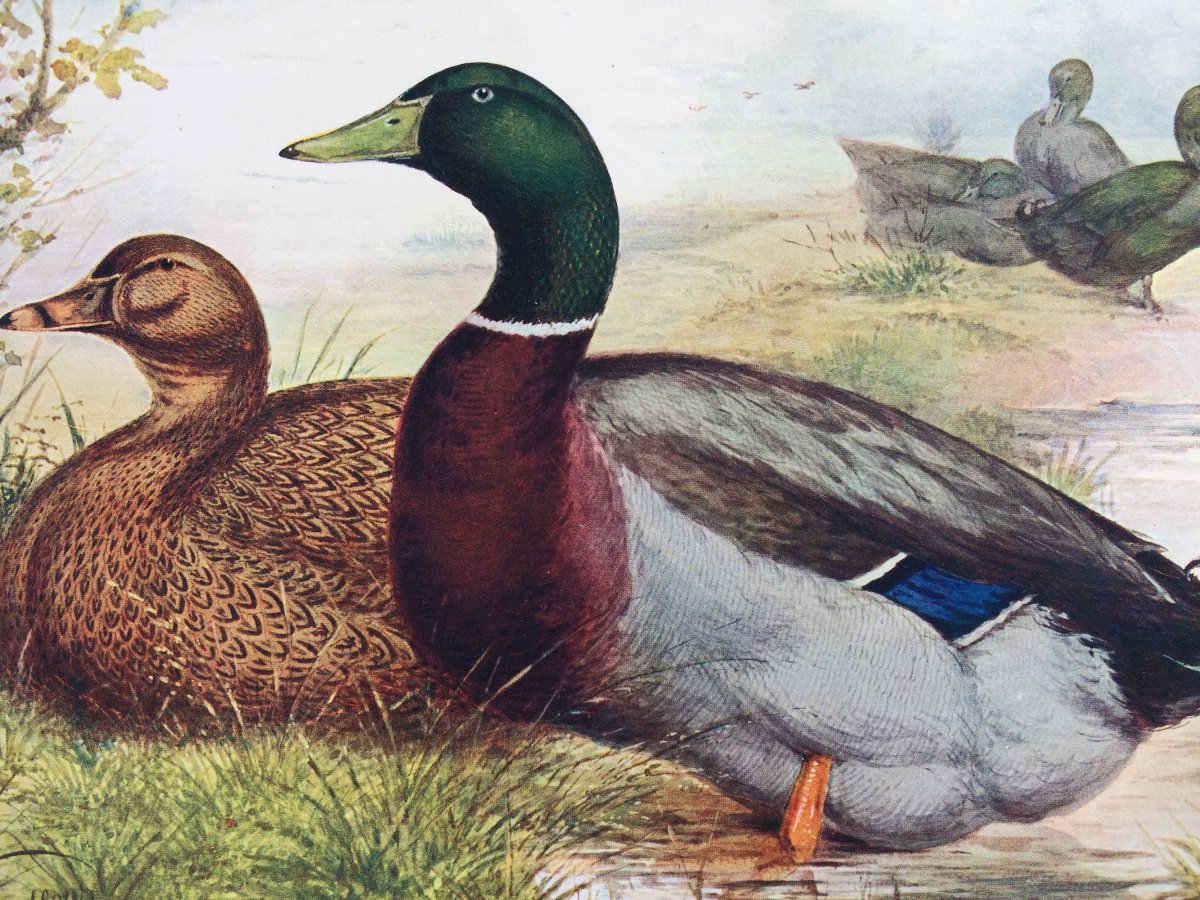 Руанская порода уток