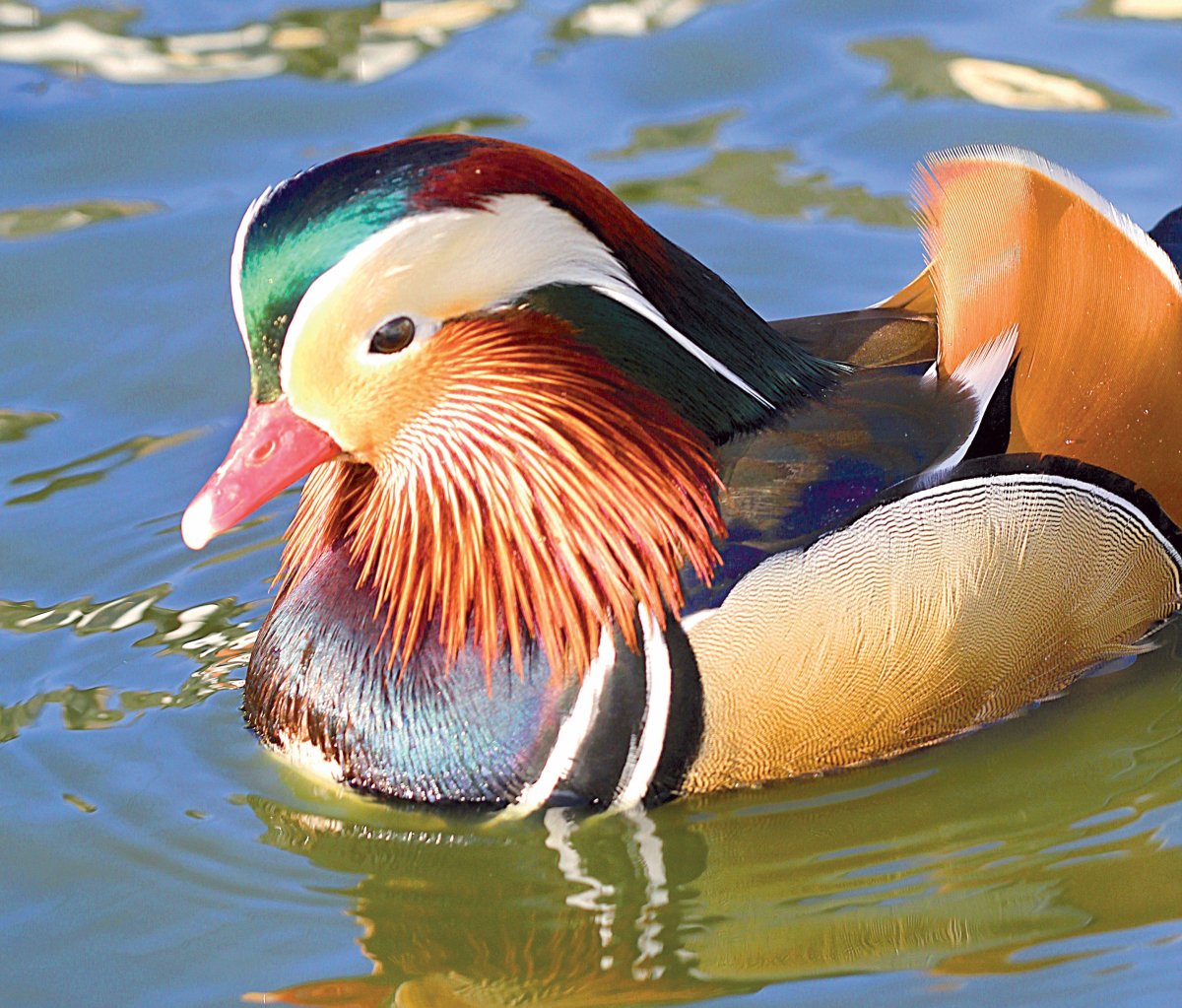 Водоплавающая птица с широким клювом