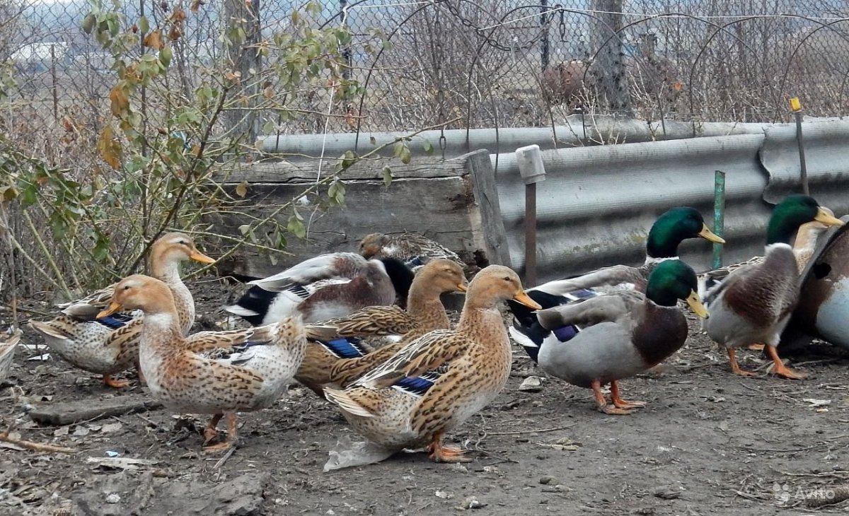 Самые большие утки