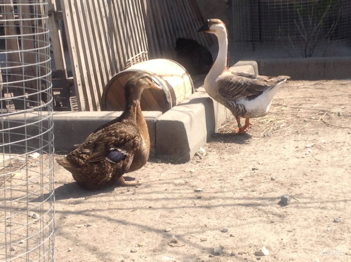 Селезень аргентинской утки