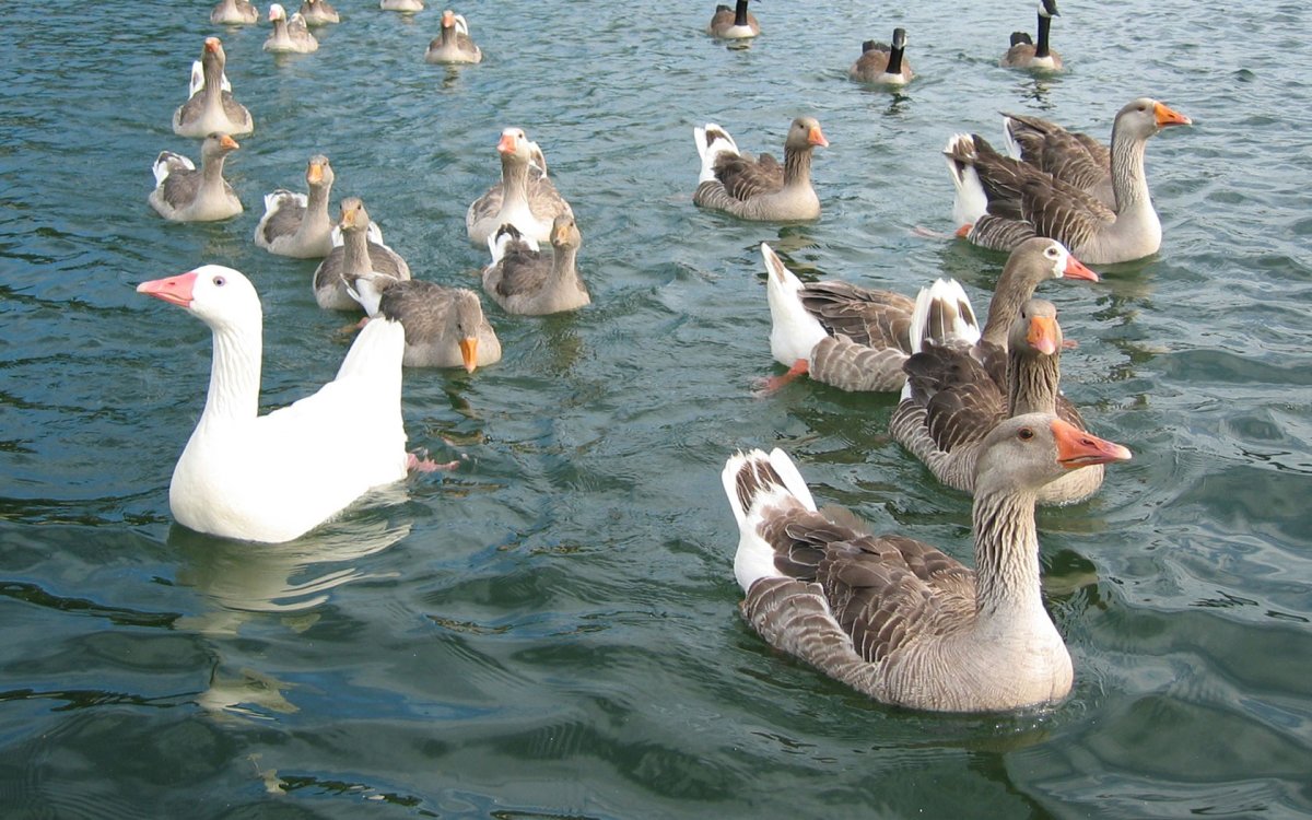 Дюклер утка