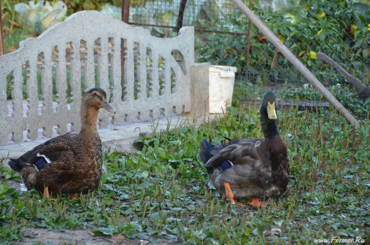 Руанская порода уток