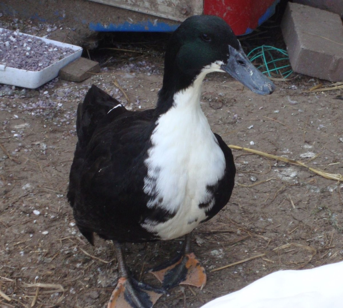 Голубая мускусная утка