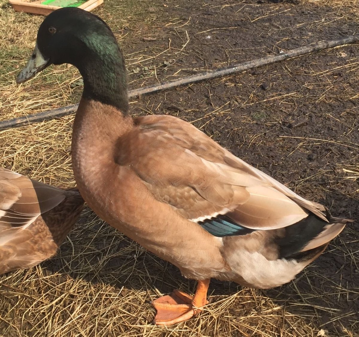 Гавайская кряква