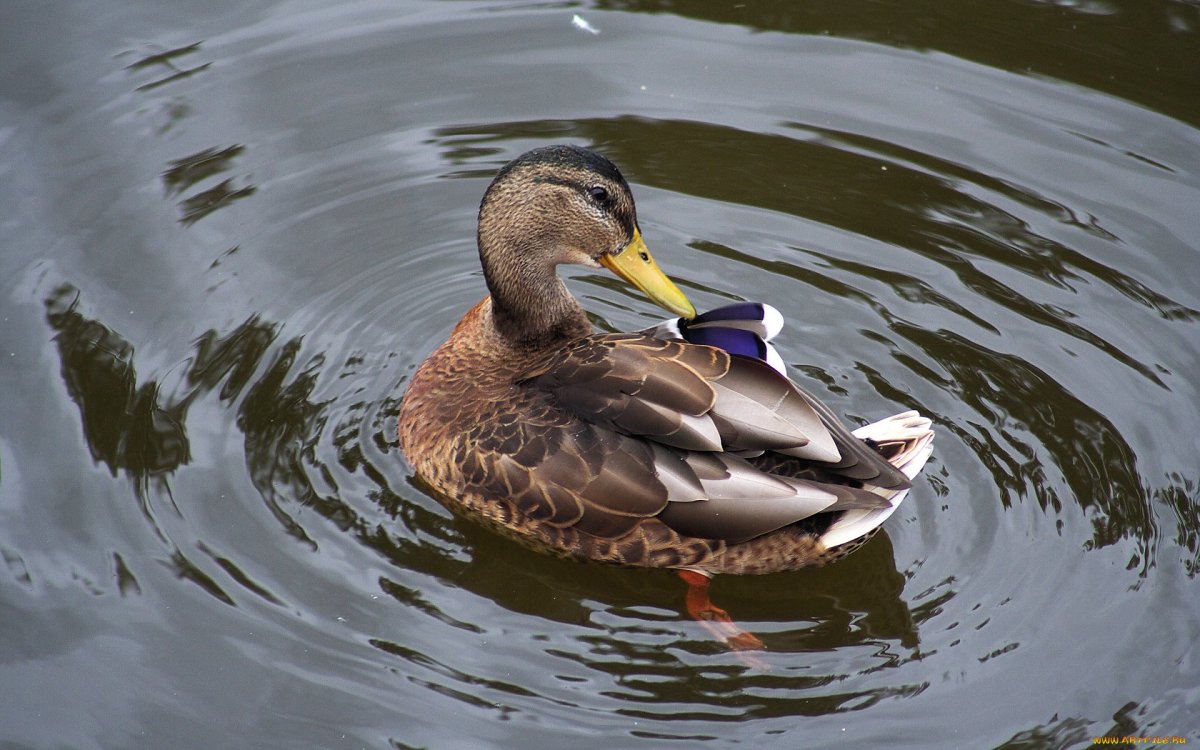 Утята Руанской утки