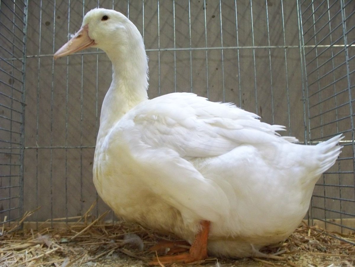 Руанская порода уток