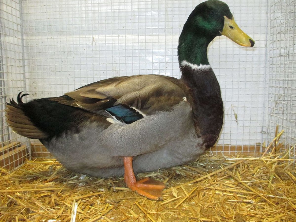 Самые большие утки