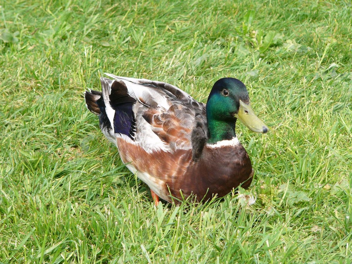 Башкирская порода индоуток